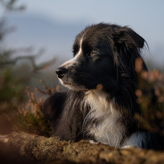 Mit der Kaufberatung von der Hundeschule Zamperlschickeria findest die passende Hunderasse, ob Pinscher oder Vorstehhund.