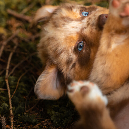 Zur Welpen Grundausstattung beim Australian-Shepherd muss die Hundesteuer und die Versicherung gezahlt werden.