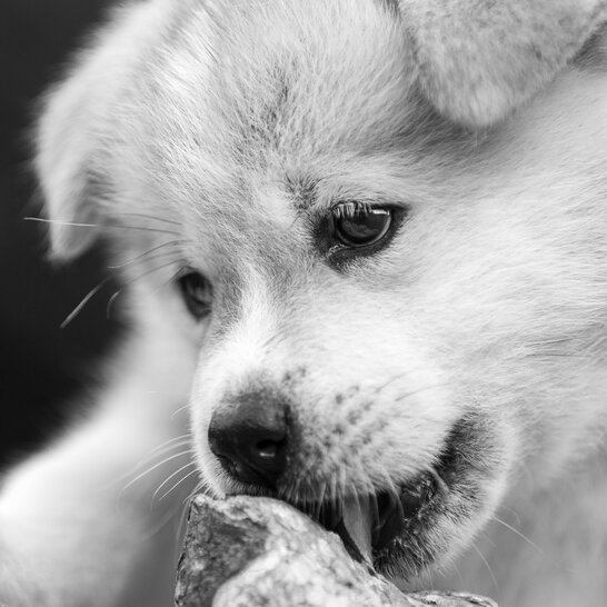 Bei Akita Inus gehören zur Welpen Grundausstattung Welpenfutter und Leckerlis