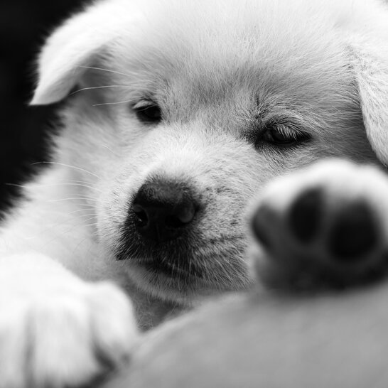 Neben einer Welpen Grundausstattung brauchen Akita Inus-vor allem Ruhe und Schlaf auf ihrem Hundekissen.