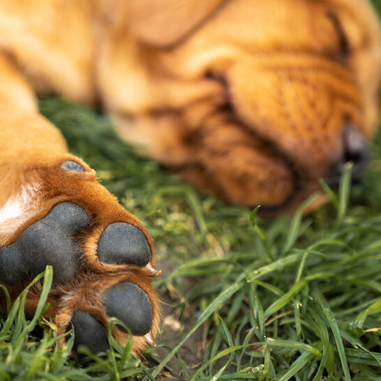 Zur Welpen Grundausstattung bei Labradoren gehört ein Körbchen, ein Kissen und eine Faltbox.