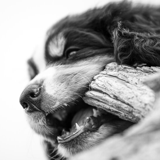 Bernersennen Welpen brauchen bei der Grundausstattung Spielzeug für die Zähne und ein Hundebett.