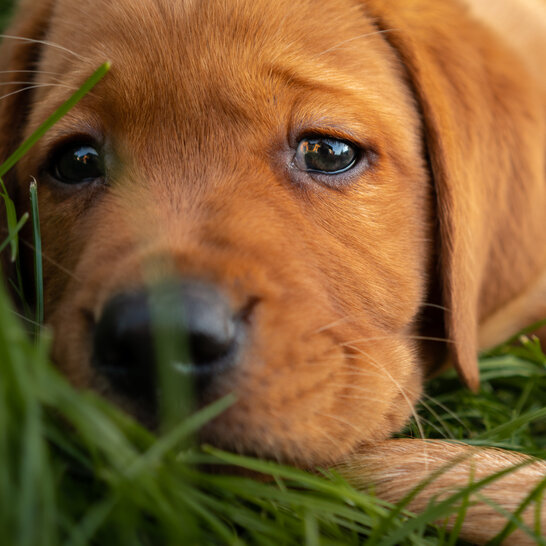 Redfox Labrador Welpen benötigen gutes Welpenfutter in ihrer Grundausstattung.