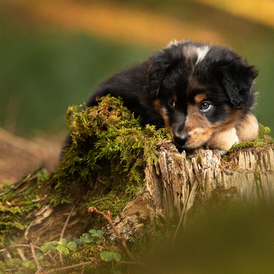 Australian Shepherd Welpen brauchen in ihrer Grundausstattung vor allem ein gut sitzendes Halsband.