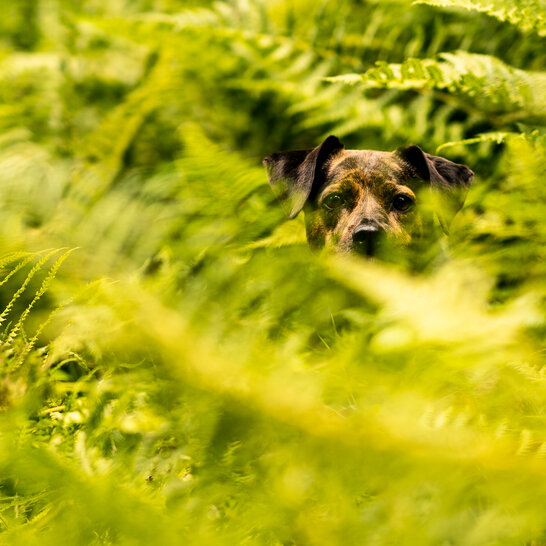 Giftige Pflanzen sind für Hunde im Garten gefährlich, denn das Pflanzengift führt zur Vergiftung.