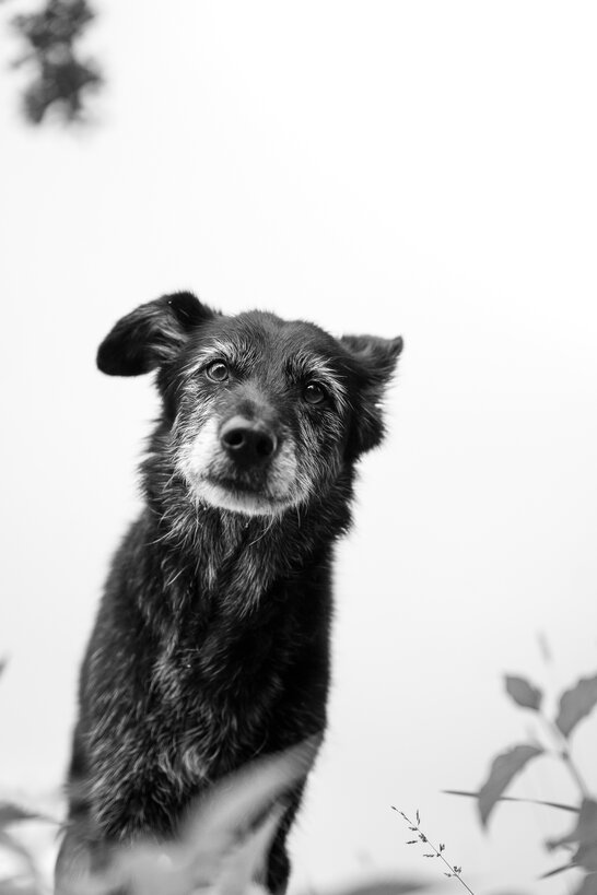 Der Instnikt vom Wolf hilft auch bei giftigen Wildpflanzen im Garten nichts.