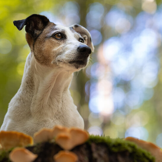 Vergiftungen beim Hund entstehen meist durch Hautkontakt oder die Aufnahme von giftigen Wildpflanzen im Garten übers Maul.