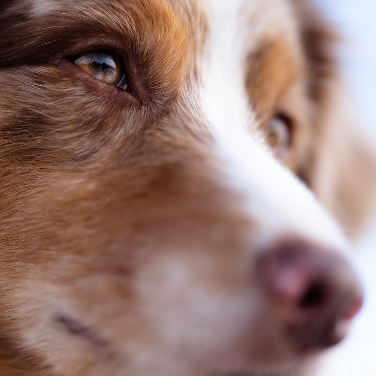 Einzeltraining in der Hundeschule Zamperlschickeria kann die Bindung zwischen Mensch und Hund verbessern