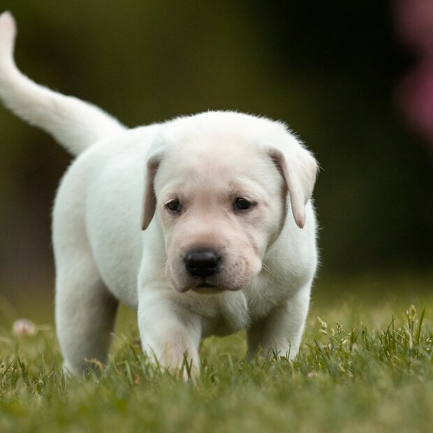 Weisser Labrador Welpe läuft im Gras .jpg